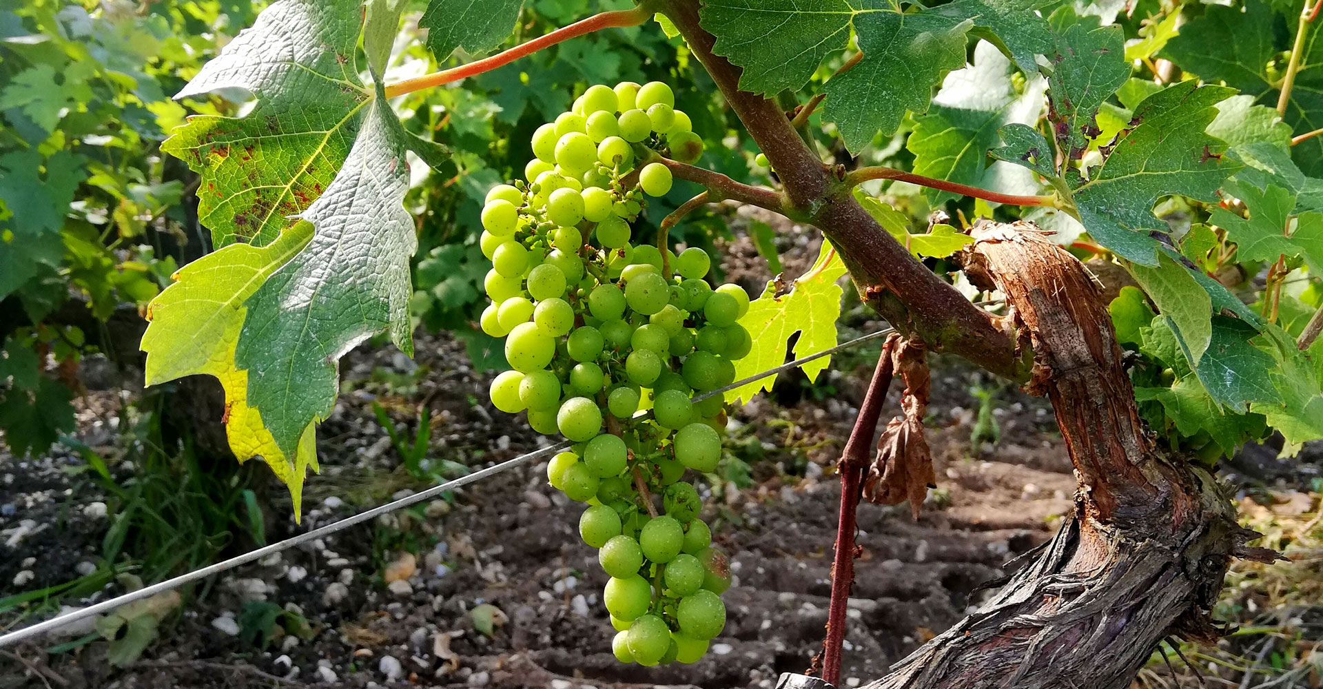Grappe de raisin
