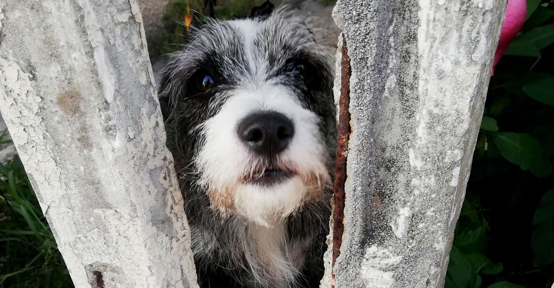Petit chien